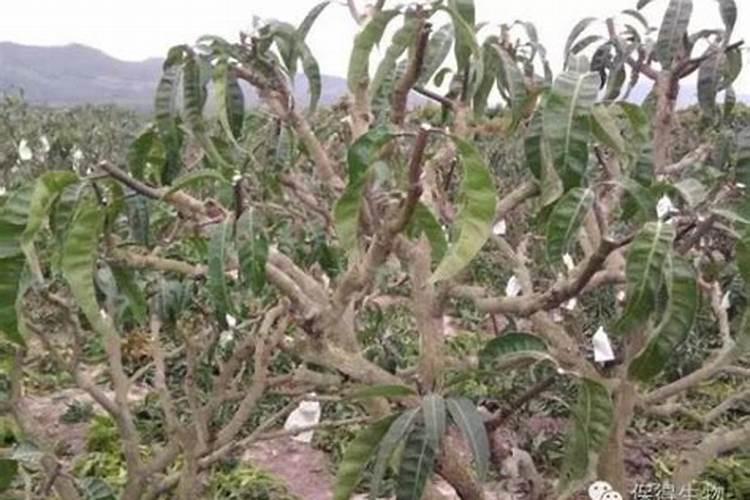 种植大蒜是用复合肥还是用控释肥