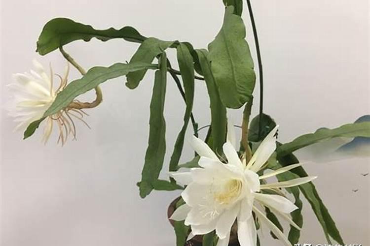 昙花施什么肥最好