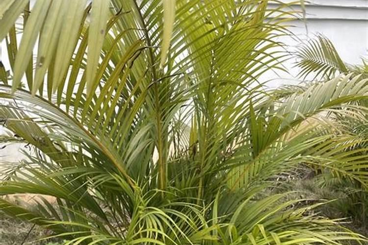 散尾葵的叶子干枯发黄怎么办？