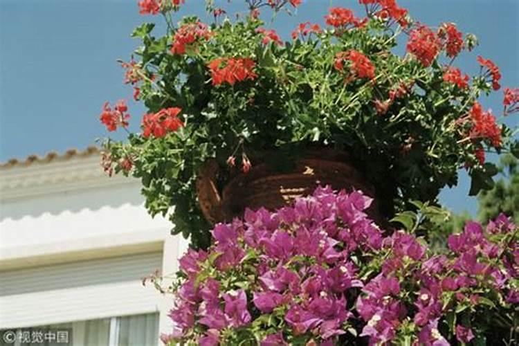 氮肥可以兑水浇花吗