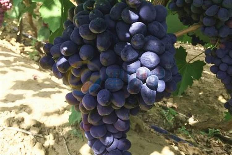 可以用葡萄酒浇绿萝和君子兰吗？有什么作用？