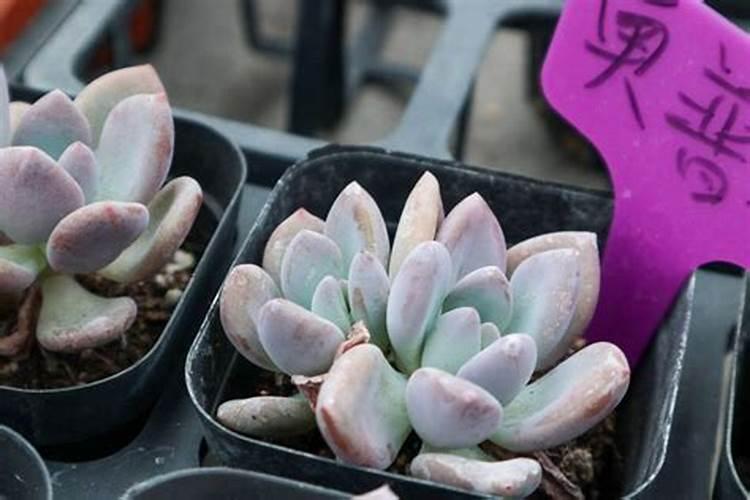 30一5一5复合肥种菜用好不好