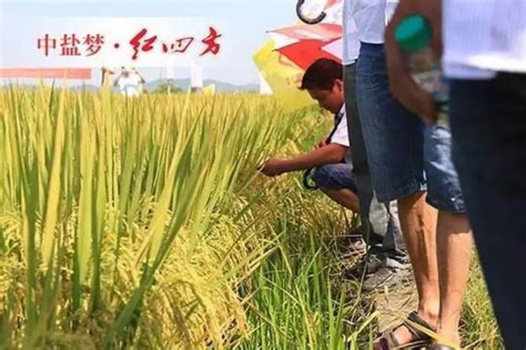 水稻施肥用量多少合适