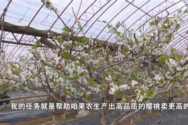 大樱桃如何保花保果防止冻害？
