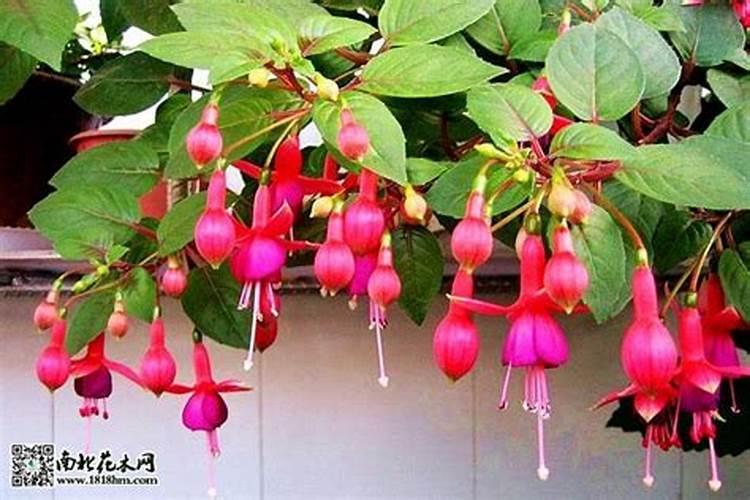 倒挂金钟施什么肥最好