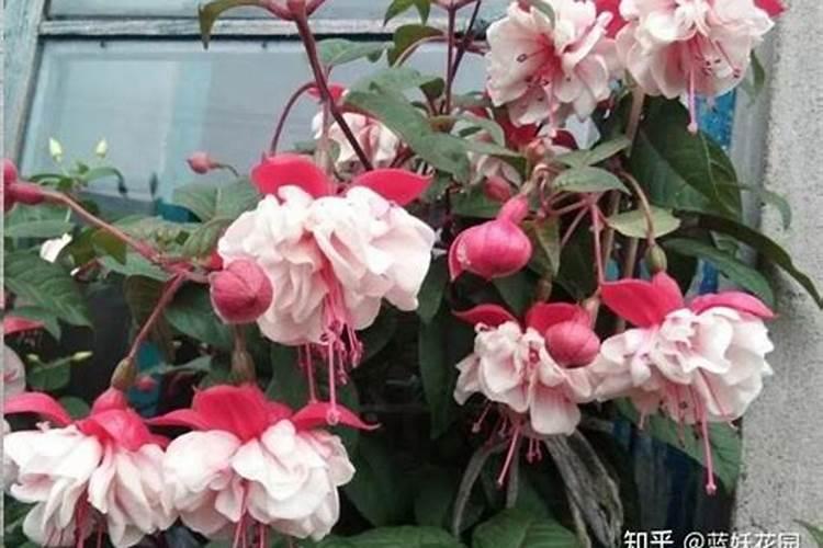 怎么让倒挂金钟开花