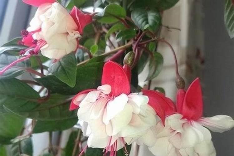 倒挂金钟适合上什么肥