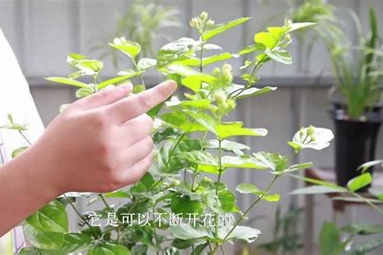 茉莉花修剪后如何正确使用催花肥
