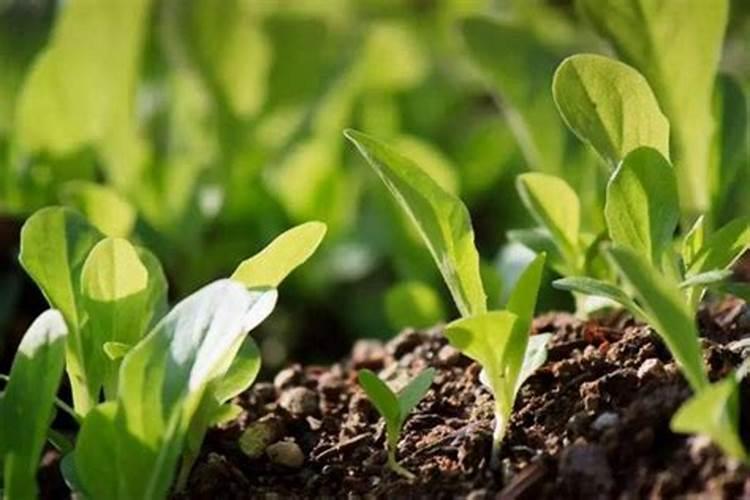 自制氮、磷、钾肥等养花常用肥料,都需掌握哪些知识？