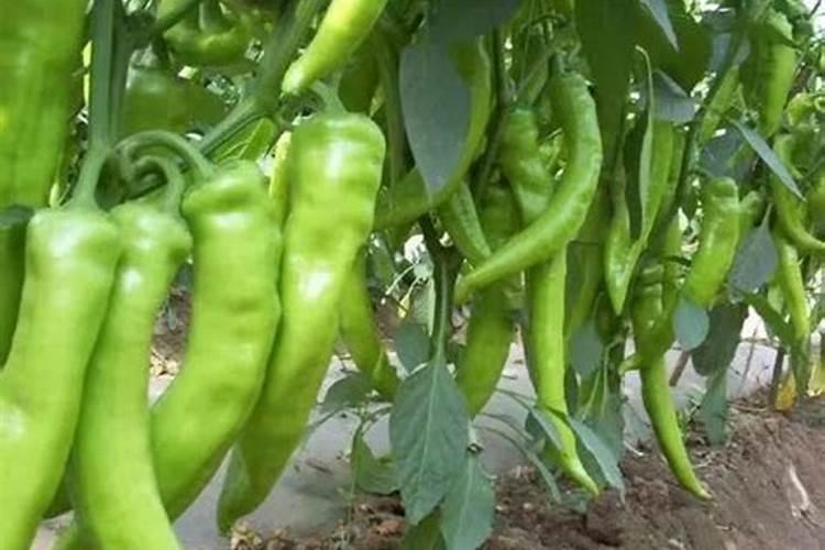 为什么辣椒开花后花朵掉落,掌握4种方法即可对症下药