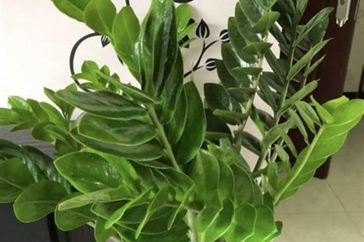 金钱树施有机复合肥可以吗