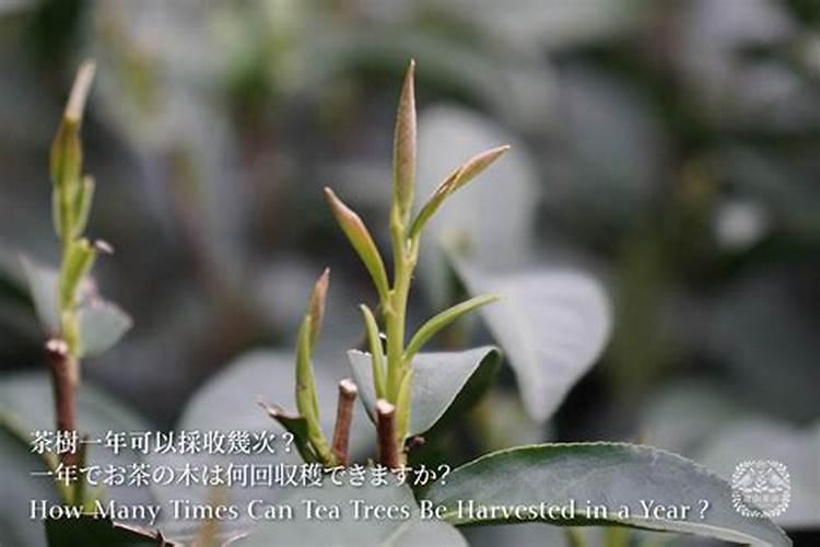 怎么种茶树 茶叶种植的注意事项有哪些