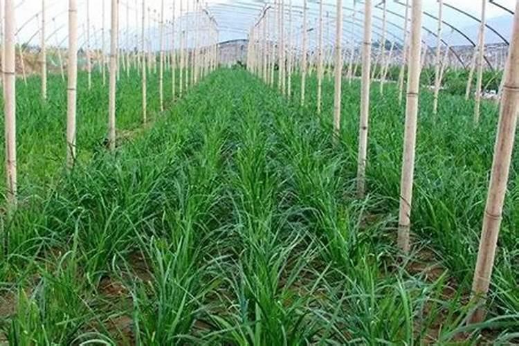 韭菜用什么肥料长的旺？腐植酸水溶肥怎么样？高产田间管理怎么做好