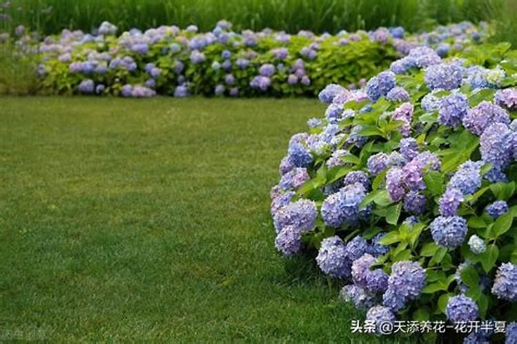 绣球花什么时候浇磷酸二氢钾