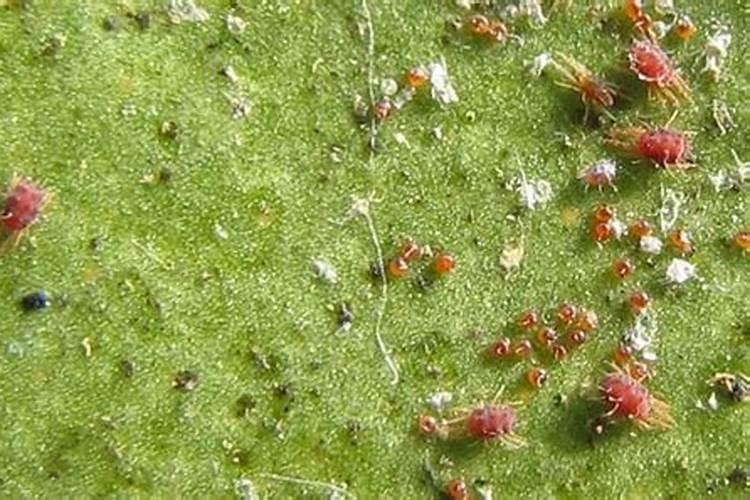 氮气是制造氮肥的重要原料