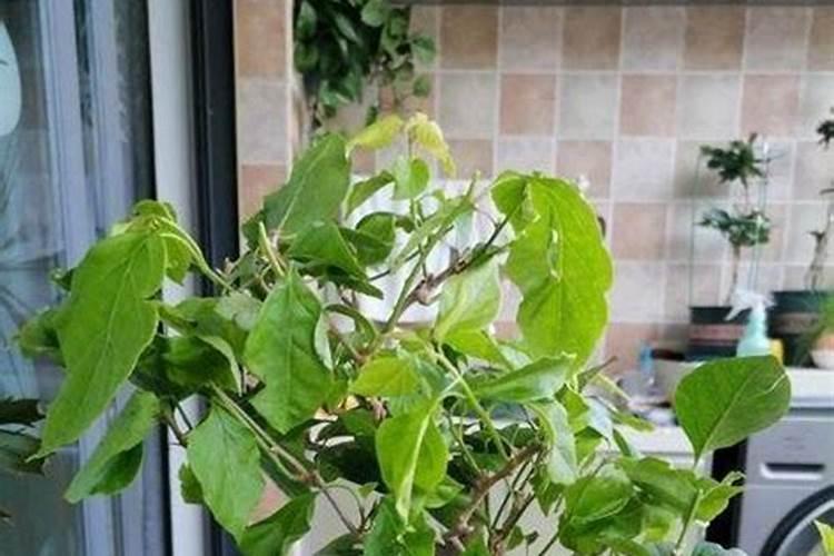 黄豆水可以浇三角梅吗