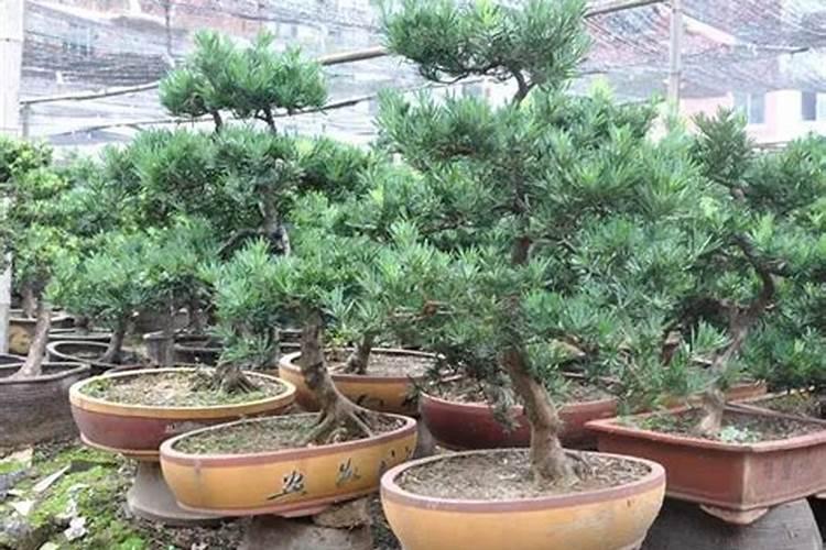 罗汉松施什么肥好