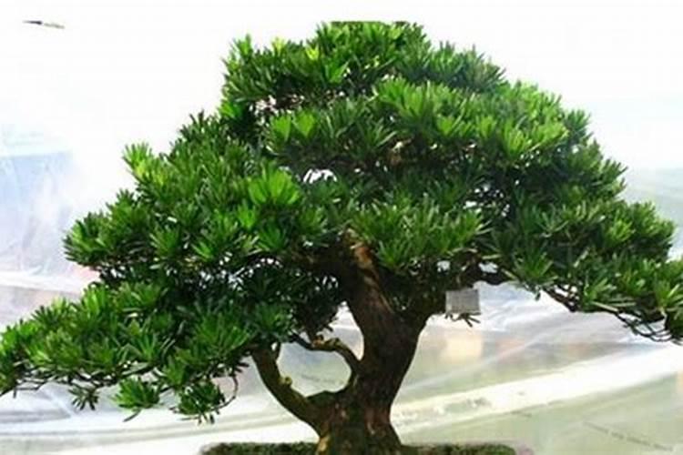 罗汉松长松球是什么原因？