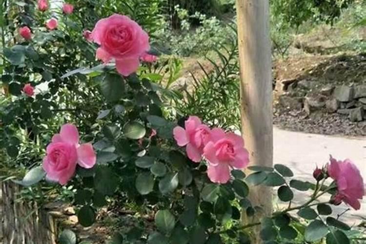 氮肥浇花多久一次 氮肥浇花需几天一次？