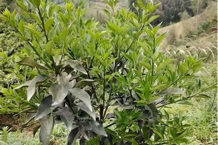 脆蜜金桔种植技术