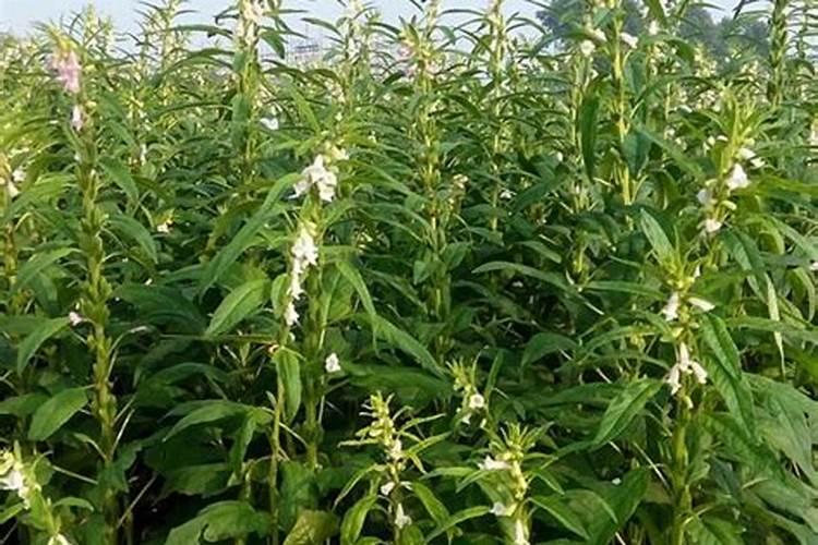 芝麻花期用什么叶面肥较好