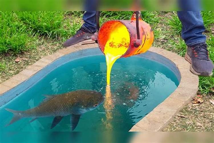 鱼缸里长得这些白色的东西是什么