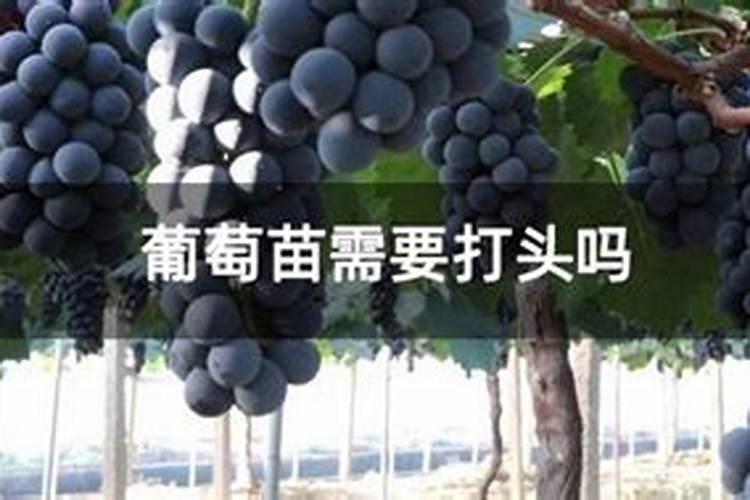 葡萄幼苗多长时间可以施肥,施什么肥好？