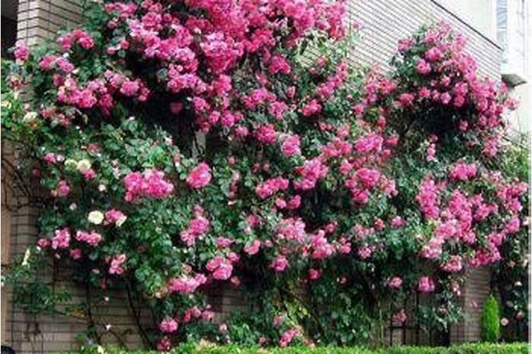 蔷薇叶子发黄怎么办