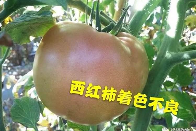 西红柿上色期应该施什么元素肥料？