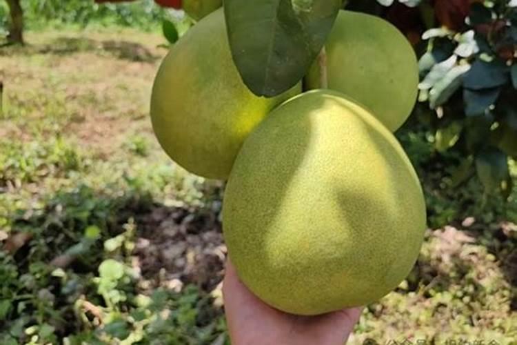 柚子用什么肥料最好？蜜柚施什么肥比较好？