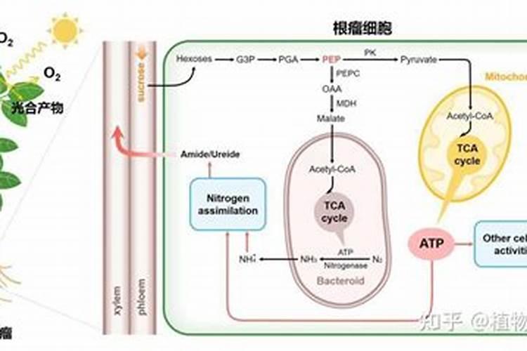 氮肥能提供能量吗,对植物的作用