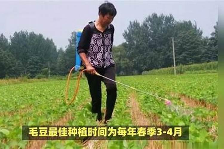 种植毛豆需要施什么肥