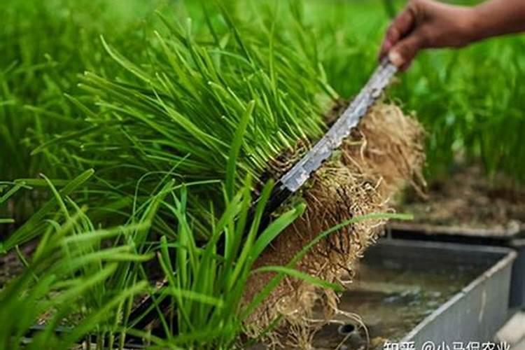 韭菜施什么肥最壮