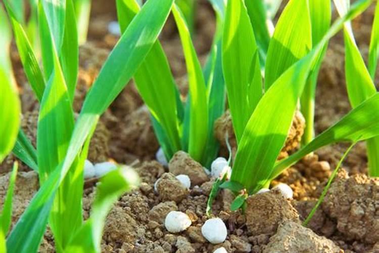 每亩谷子需要多少氮肥磷肥钾肥