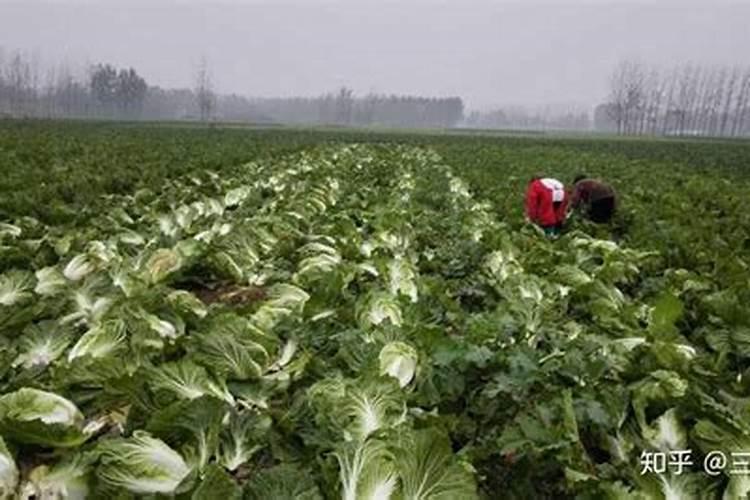 白菜后期施什么肥