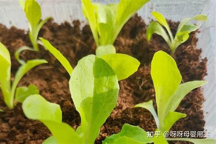 生菜肥料施用的技巧