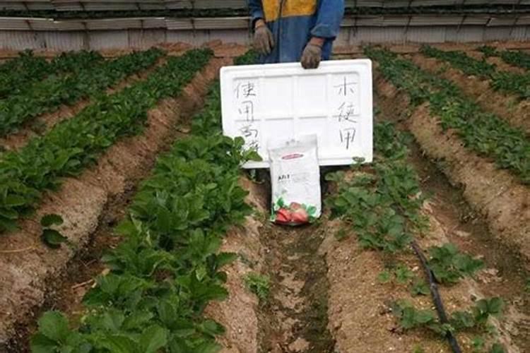 草莓开花结果期施什么肥