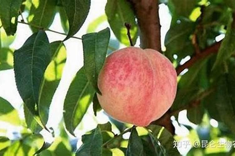 桃子结果后怎样施肥