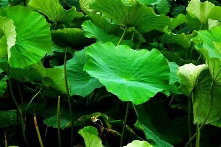 包粽子用的叶子叫什么 包粽子用的叶子叫什么叶子