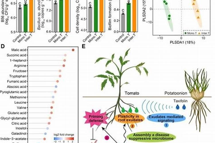 池塘“黑水”,存在大隐患!别因为这些藻类,导致排塘