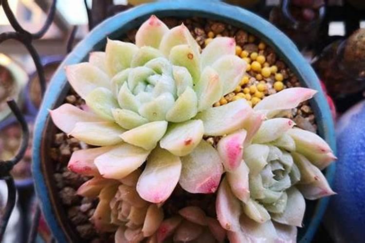 多肉植物可以用氮磷钾复合肥吗