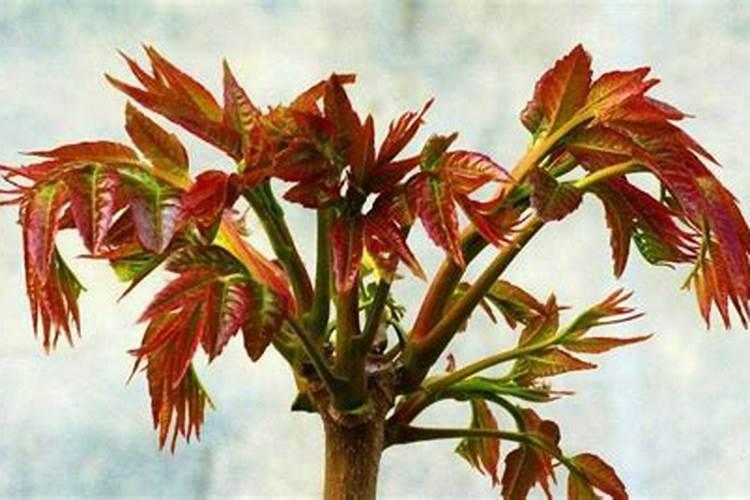 香椿树施什么肥长的快