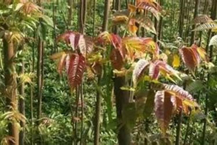 香椿树施肥的正确方法