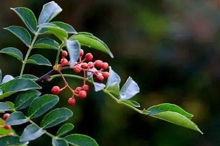 花椒开花结果期间,施根肥好还是叶面肥好？哪个效果好？