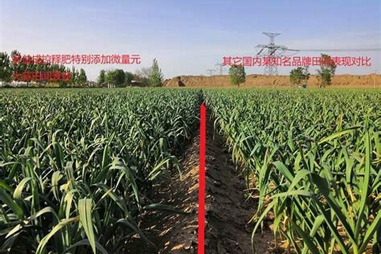 种植大蒜是用复合肥还是用控释肥