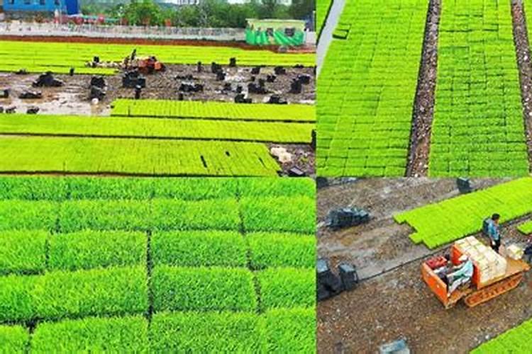 水稻旱育秧技术？