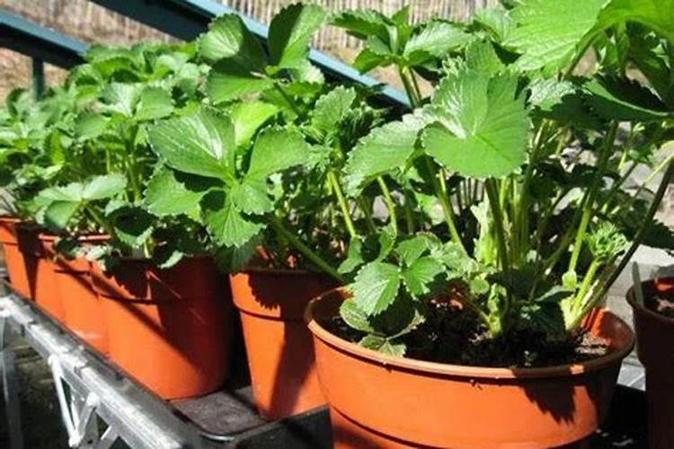 香葱用什么肥料长得好