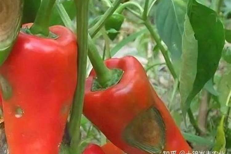 种植辣椒时施肥不当,会造成哪些后果？