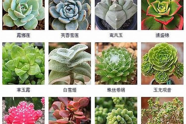 多肉植物用什么肥料比较好