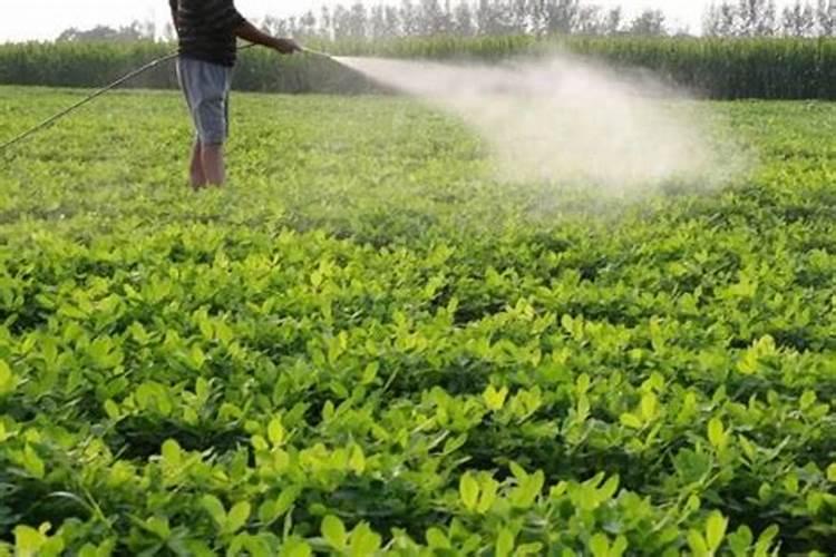 花生怎样施肥能高产？什么时候施最好？施什...